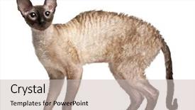  Presentation with black cat in front - Slides enhanced with cornish rex cat 14 months background and a  colored foreground