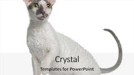  Presentation with hello kitty cute little kitten - PPT layouts consisting of cornish rex kitten 4 months background and a light gray colored foreground