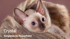  Presentation with hello kitty cute little kitten - PPT theme consisting of cornish rex kitten close-up background and a violet colored foreground