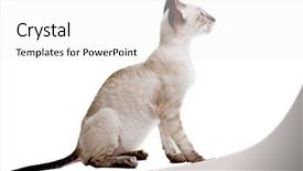  Presentation with kitten - Cool new PPT layouts with cornish rex kitten isolated backdrop and a white colored foreground