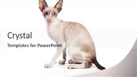  Presentation with kitten - Theme having cornish rex kitten isolated background and a white colored foreground