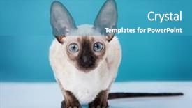  Presentation with 3d isolated t rex head - Beautiful PPT theme featuring cornish rex kitten isolated backdrop and a teal colored foreground