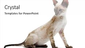  Presentation with kitten - PPT layouts with cornish rex kitten isolated background and a white colored foreground