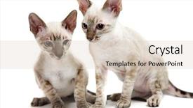  Presentation with kitten - Presentation having cornish rex kitten isolated background and a soft green colored foreground