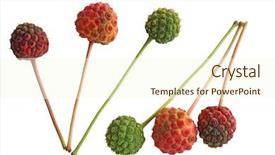  Presentation with dogwood - PPT theme having cornus kousa dogwood fruits isolated background and a  colored foreground