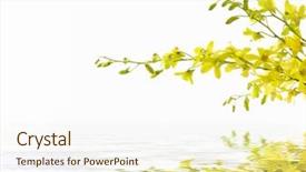  Presentation with iris flower yellow - Colorful PPT layouts enhanced with corolla - yellow flower of orchid backdrop and a cream colored foreground