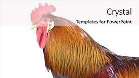  Presentation with textile industry white - Audience pleasing PPT theme consisting of close up from a white peacock in the park note slight blurriness best at smaller sizes backdrop and a tawny brown colored foreground