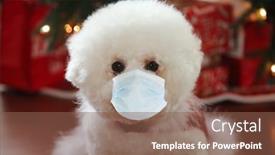 Presentation with dog christmas - Amazing theme having coronavirus-convid-19-a-bichon backdrop and a violet colored foreground