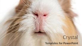  Presentation with guinea pig - Cool new slide deck with coronet-cavy-guinea-pig-against backdrop and a soft green colored foreground