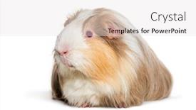  Presentation with guinea pig - Cool new PPT layouts with coronet-cavy-guinea-pig-against backdrop and a white colored foreground