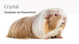  Presentation with guinea pig - Slide set consisting of coronet-cavy-guinea-pig-against background and a white colored foreground