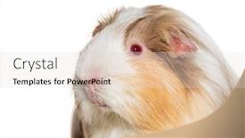 Presentation with guinea pig - Beautiful slide deck featuring coronet-cavy-guinea-pig-against backdrop and a lemonade colored foreground
