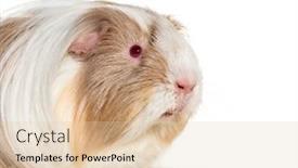  Presentation with guinea pig - PPT theme with coronet-cavy-guinea-pig-against background and a lemonade colored foreground