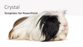  Presentation with guinea pig - Slide set featuring coronet cavy guinea pig against white background background and a white colored foreground