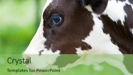  Presentation with holstein dairy calf - Presentation theme featuring corral - calf on the pasture background and a seafoam green colored foreground