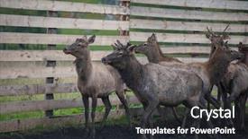  Presentation with farm - Colorful PPT theme enhanced with corral - domesticated deers marals on farm backdrop and a dark gray colored foreground