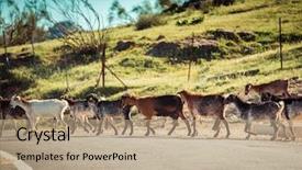  Presentation with grazing - Theme enhanced with corral - herd of goats grazing background and a coral colored foreground