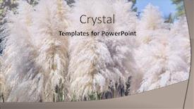  Presentation with silver - Presentation theme with cortaderia-selloana-pampas-grass background and a soft green colored foreground