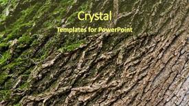  Presentation with elon musk - Presentation theme having cortex - bark with musk background background and a tawny brown colored foreground