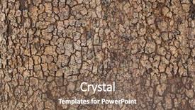  Presentation with brown and purple and dogwood tree - Presentation theme with cortex - brown bark may used background and a violet colored foreground