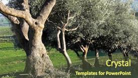  Presentation with olive trees - Presentation design having cortex of trees of olive background and a tawny brown colored foreground