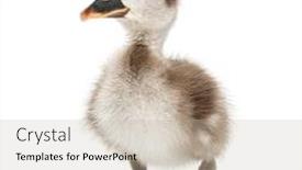  Presentation with swan ganz catheter - Presentation theme featuring coscoroba-swan-coscoroba-coscoroba-isolated background and a soft green colored foreground