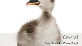  Presentation with swan ganz catheter - Presentation design with coscoroba-swan-standing-coscoroba-coscoroba background and a mint green colored foreground