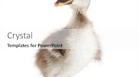  Presentation with white - Audience pleasing presentation design consisting of coscoroba-swan-standing-coscoroba-coscoroba backdrop and a white colored foreground