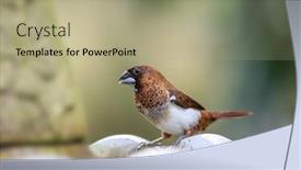  Presentation with white house - PPT theme featuring cose-up-shot-of-white background and a mint green colored foreground