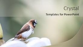  Presentation with white house - Cool new PPT layouts with cose-up-shot-of-white backdrop and a lemonade colored foreground