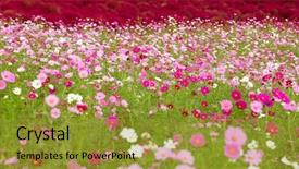  Presentation with flower - Slide deck consisting of cosmo flower and red bassia background and a  colored foreground