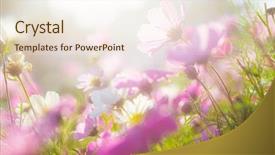  Presentation with gravity the sun - PPT theme consisting of cosmo flower under the sun background and a cream colored foreground