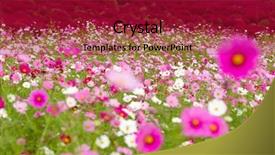  Presentation with cosmos - Colorful PPT layouts enhanced with itachi - cosmos and bassia scoparia field backdrop and a crimson colored foreground
