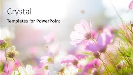  Presentation with cosmos - Cool new slides with cosmos flower blossom in garden backdrop and a white colored foreground