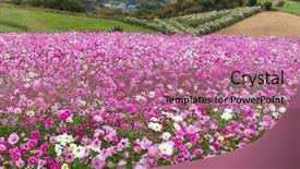  Presentation with cosmos - Audience pleasing PPT theme consisting of cosmos flower farm garden backdrop and a coral colored foreground