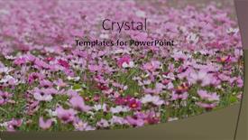  Presentation with cosmos - Presentation design consisting of cosmos-flower-garden-farm-meadow background and a coral colored foreground