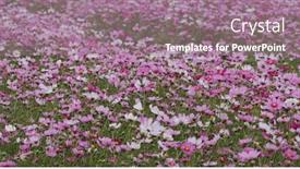  Presentation with cosmos - Beautiful PPT theme featuring cosmos-flower-garden-farm-meadow backdrop and a coral colored foreground