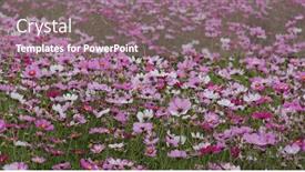  Presentation with cosmos - Amazing presentation theme having cosmos-flower-garden-farm-meadow backdrop and a coral colored foreground