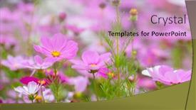  Presentation with cosmos - Presentation with cosmos-flower-in-purple-color background and a lavender colored foreground