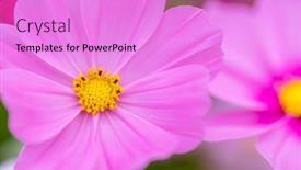  Presentation with cosmos - PPT theme having cosmos-flower-in-purple-color background and a lilac colored foreground