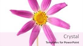  Presentation with cosmos - Amazing slide deck having cosmos flower isolted on white backdrop and a lavender colored foreground