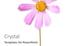  Presentation with cosmos - Presentation enhanced with cosmos flower isolted on white background and a white colored foreground