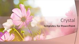  Presentation with cosmos - Presentation with cosmos flower background and a lemonade colored foreground