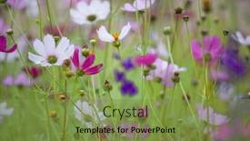  Presentation with cosmos - Cool new PPT theme with business team smiling at camera showing thumbs up in the office backdrop and a gray colored foreground