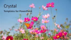  Presentation with pink colour - Amazing slide deck having cosmos flowers with a butterfly backdrop and a light blue colored foreground