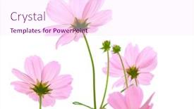  Presentation with cosmos - Slide set with cosmos flowers background and a pink colored foreground