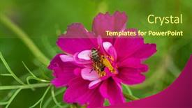  Presentation with cosmos - Amazing slide set having cosmos-in-the-garden-macro backdrop and a tawny brown colored foreground