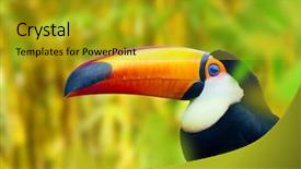  Presentation with costa rica - PPT theme featuring costa rica - colorful toucan bird profile photo background and a gold colored foreground