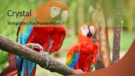  Presentation with parrots - PPT layouts featuring costa rica - parrots scarlet macaw ara macao background and a yellow colored foreground