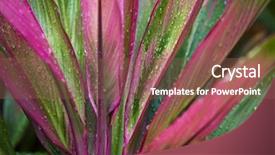  Presentation with good luck - Beautiful slide deck featuring costa rica - striking ti plants add color backdrop and a violet colored foreground